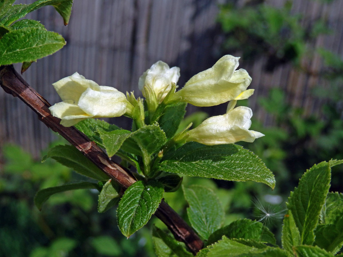 Weigelie (Weigela middendorfiana (Carrière) K. Koch)