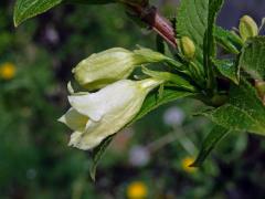 Weigelie (Weigela middendorfiana (Carrière) K. Koch)