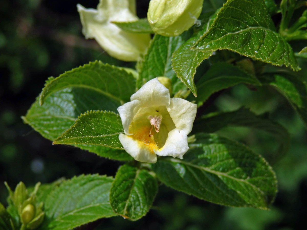 Weigelie (Weigela middendorfiana (Carrière) K. Koch)