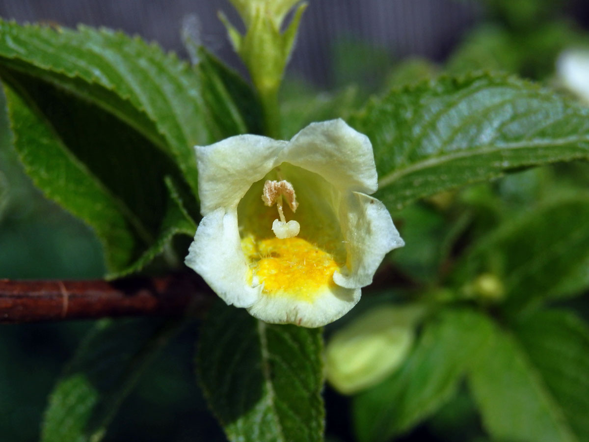 Weigelie (Weigela middendorfiana (Carrière) K. Koch)