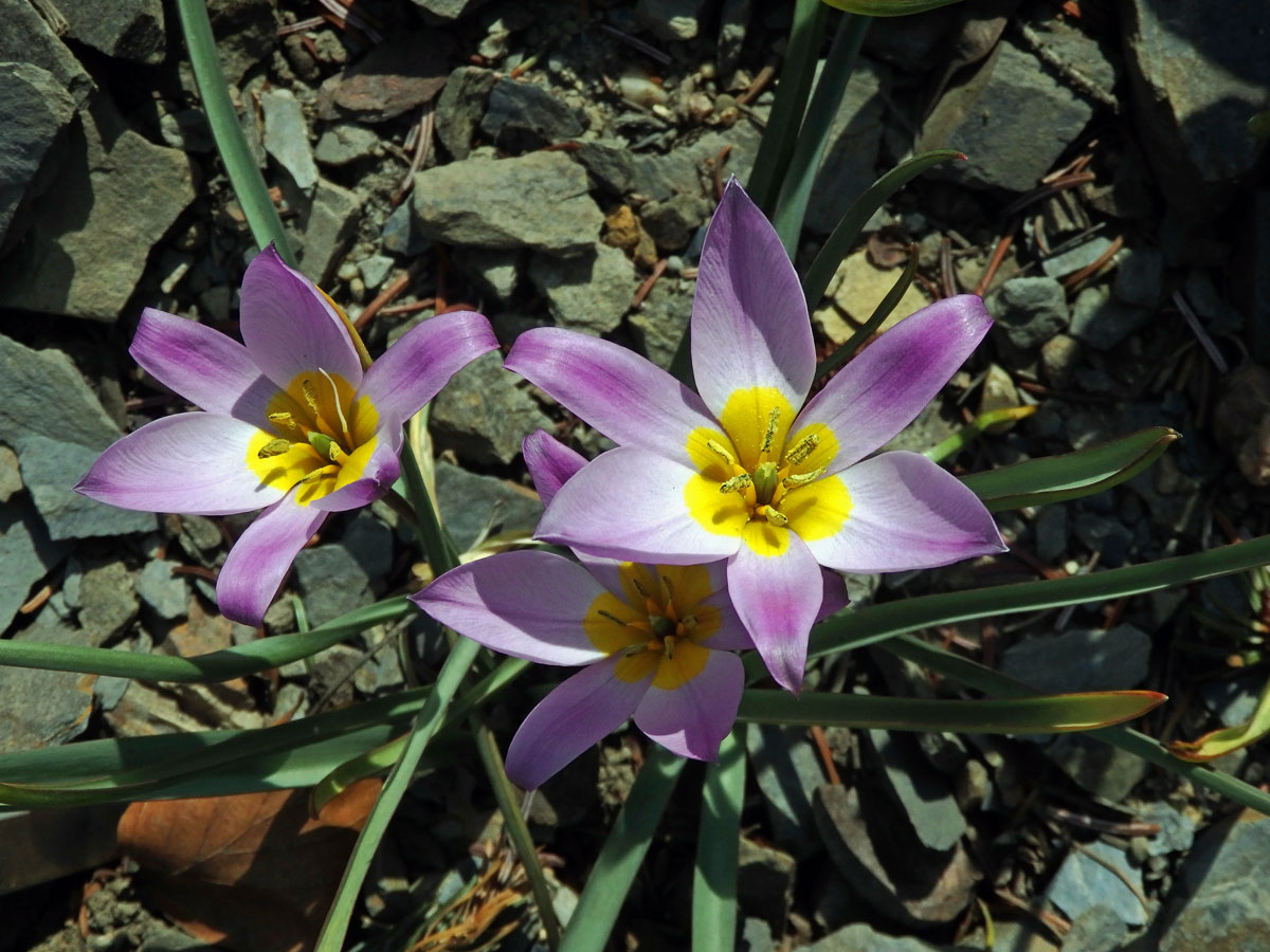 Tulipán (Tulipa pulchella Fenzl et Regel)