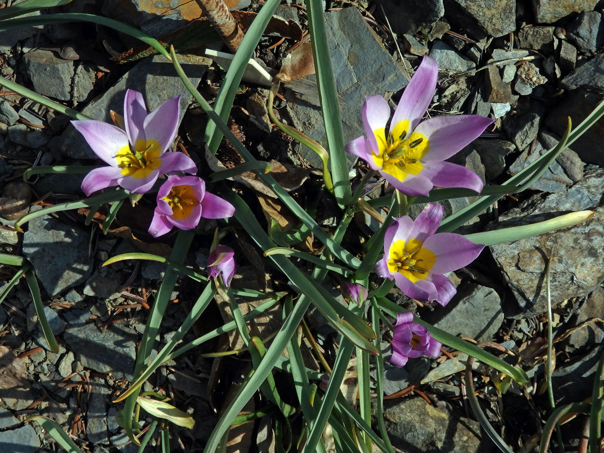 Tulipán (Tulipa pulchella Fenzl et Regel)