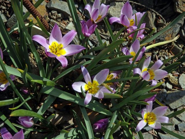 Tulipán (Tulipa pulchella Fenzl et Regel)