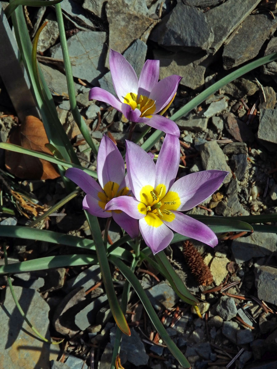 Tulipán (Tulipa pulchella Fenzl et Regel)