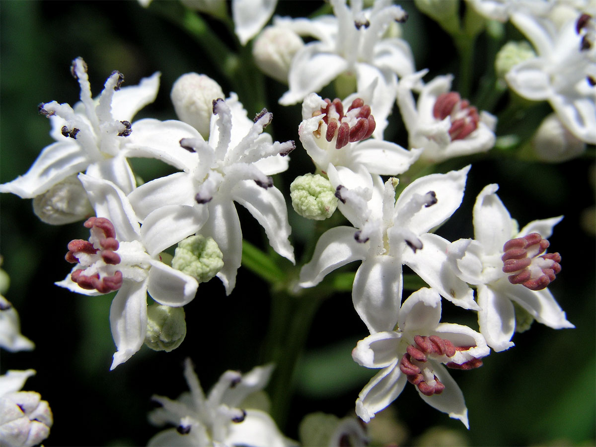 Bez chebdí (Sambucus ebulus L.)