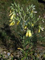 Ruměnice turnianská (Onosma viridis Jáv.)