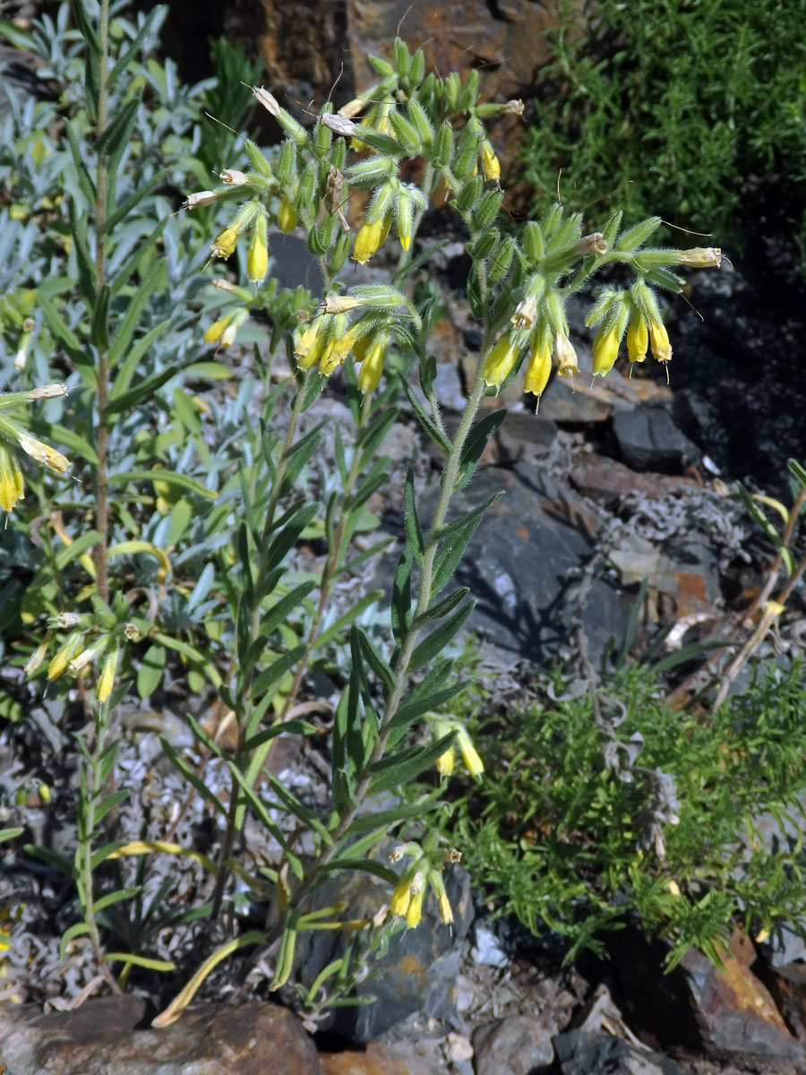 Ruměnice turnianská (Onosma viridis Jáv.)