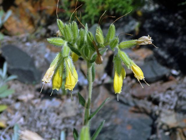 Ruměnice turnianská (Onosma viridis Jáv.)