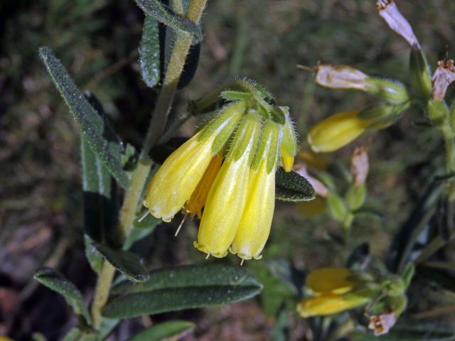 Ruměnice turnianská (Onosma viridis Jáv.)