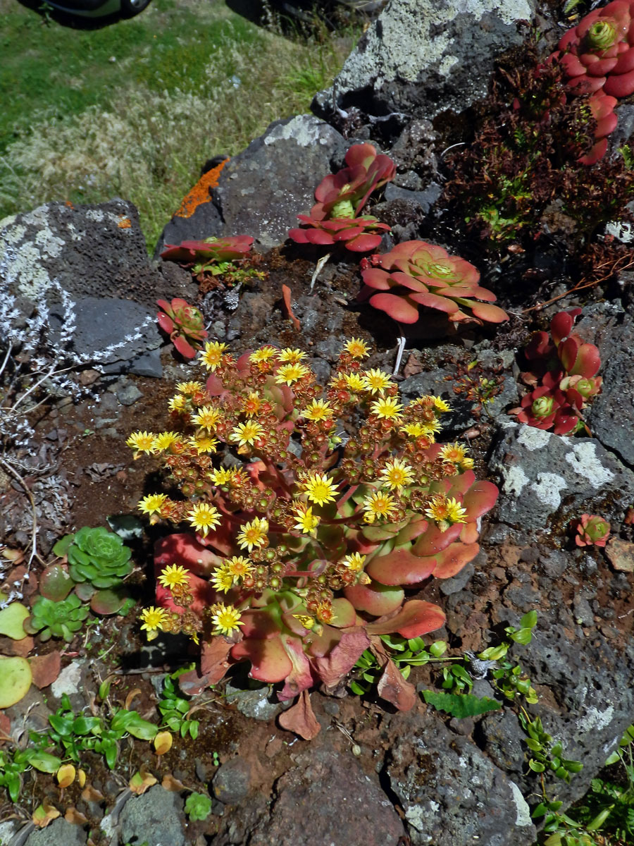 Eonium Aeonium glandulosum (Aiton) Webb & Berthel