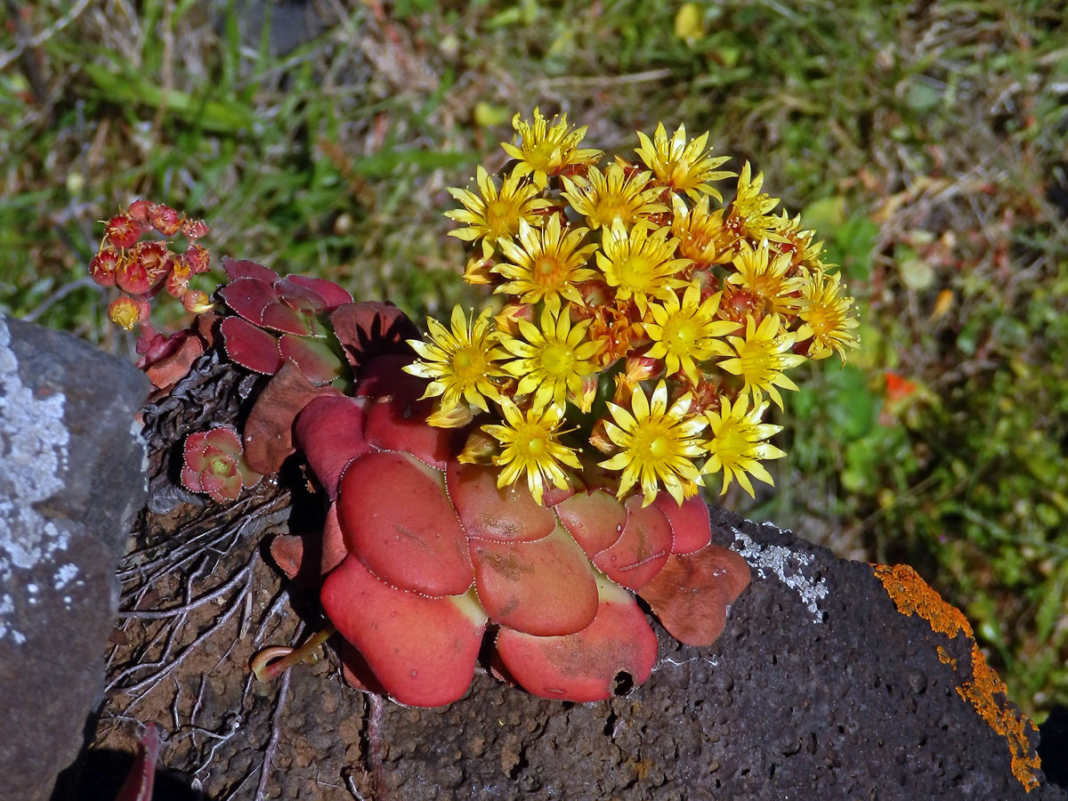 Eonium Aeonium glandulosum (Aiton) Webb & Berthel