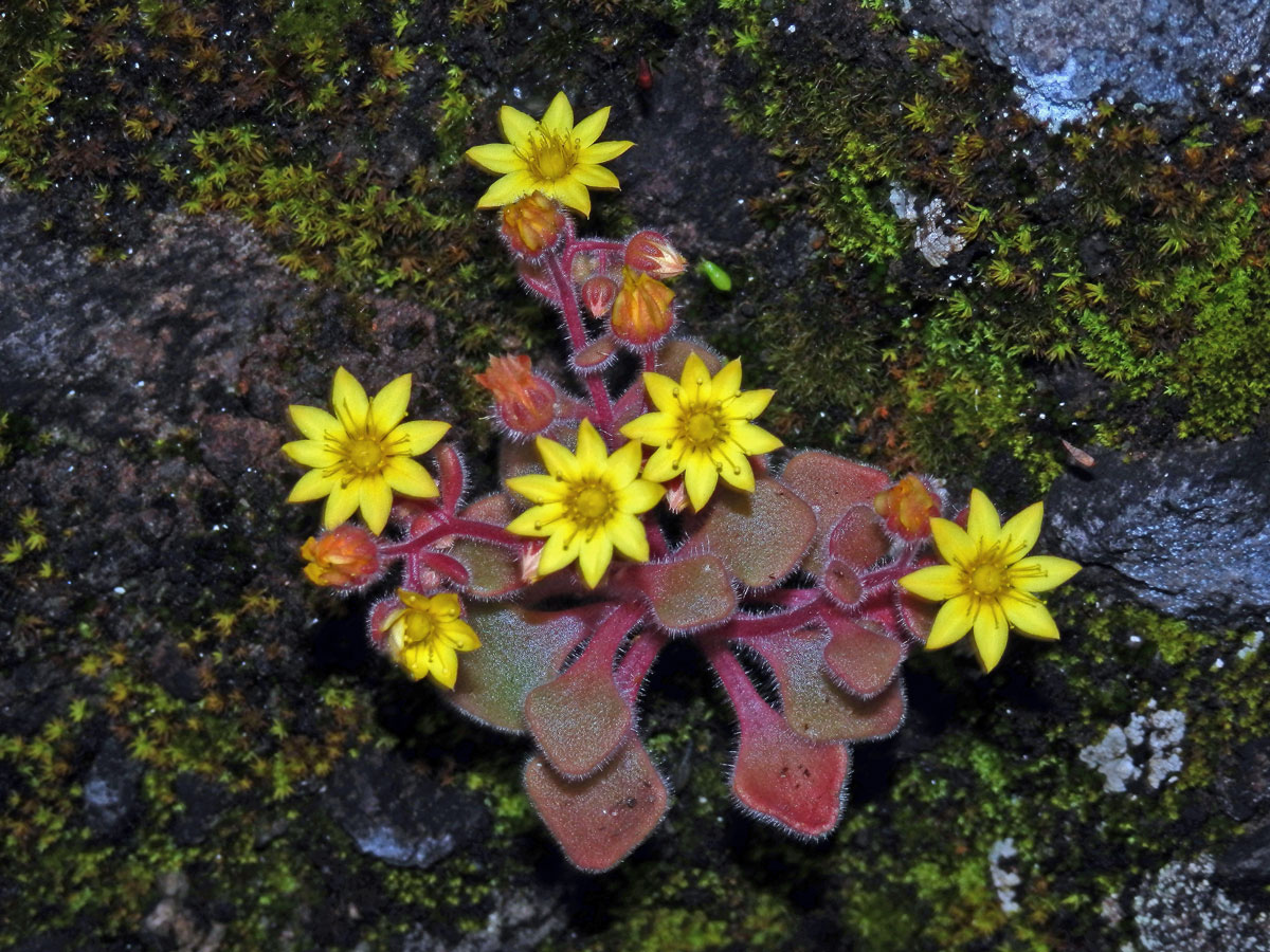 Aichryson villosum (Ait.) Webb et Berthel