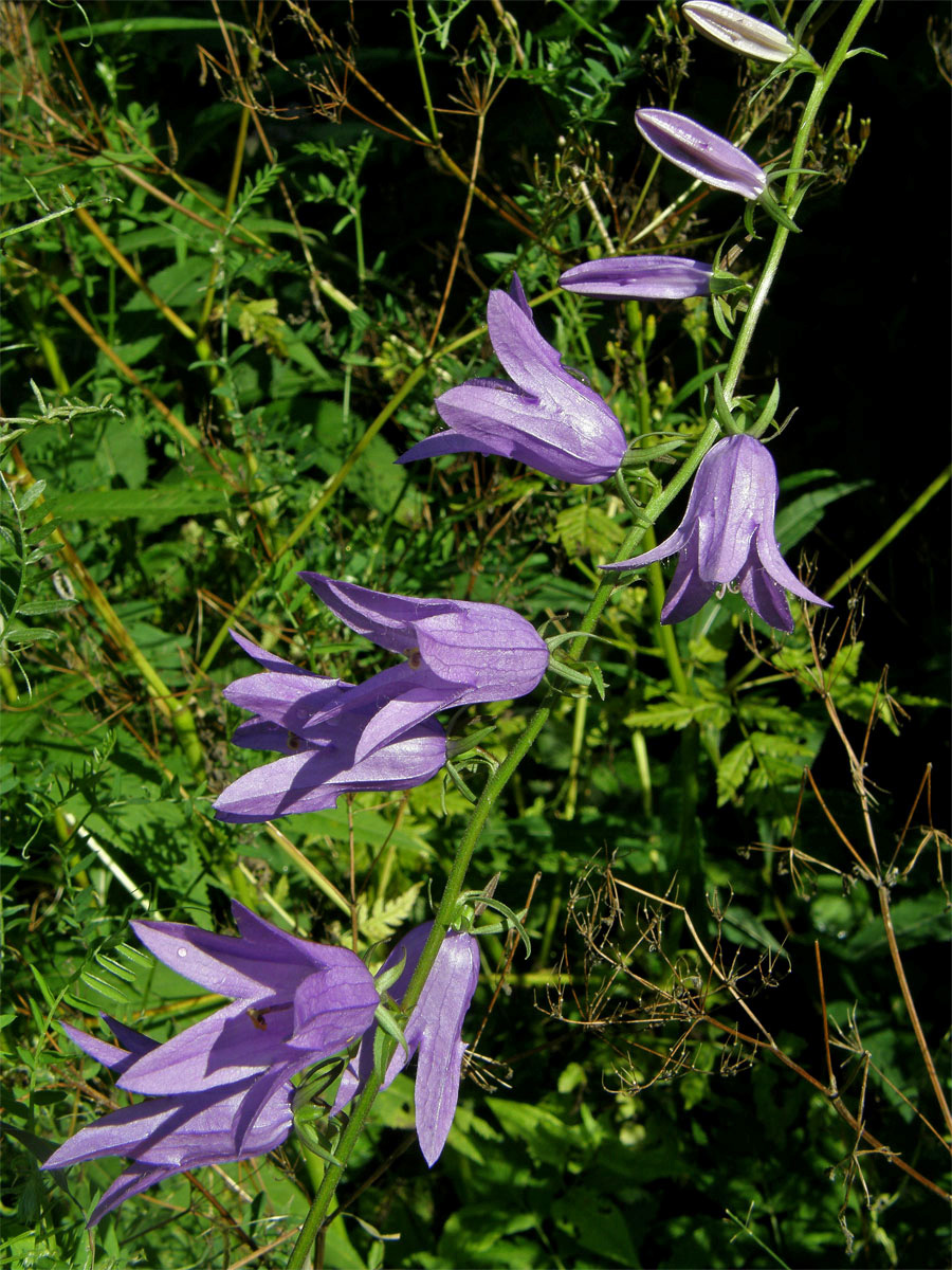 Zvonek řepkovitý (Campanula rapunculoides L.)