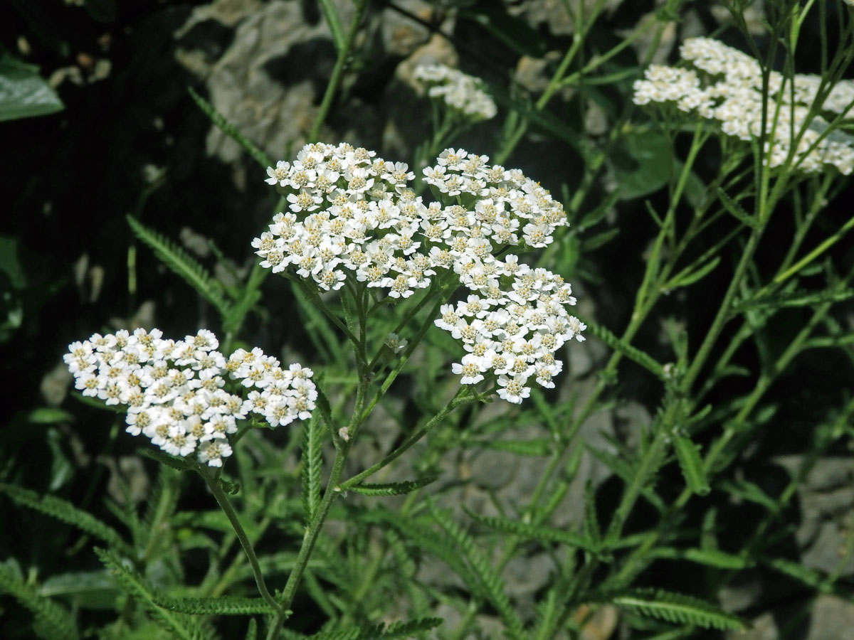 Řebříček panonský (Achillea panonica Scheele)