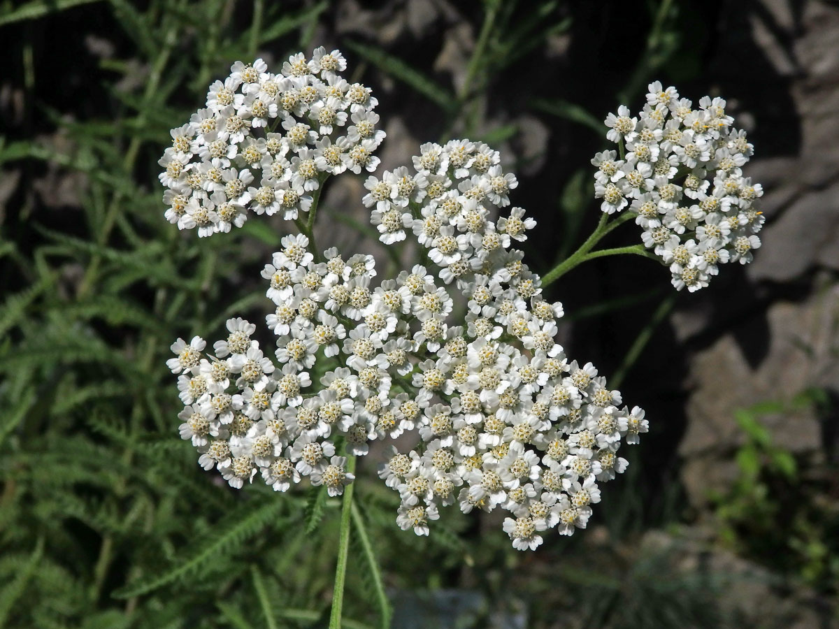 Řebříček panonský (Achillea panonica Scheele)