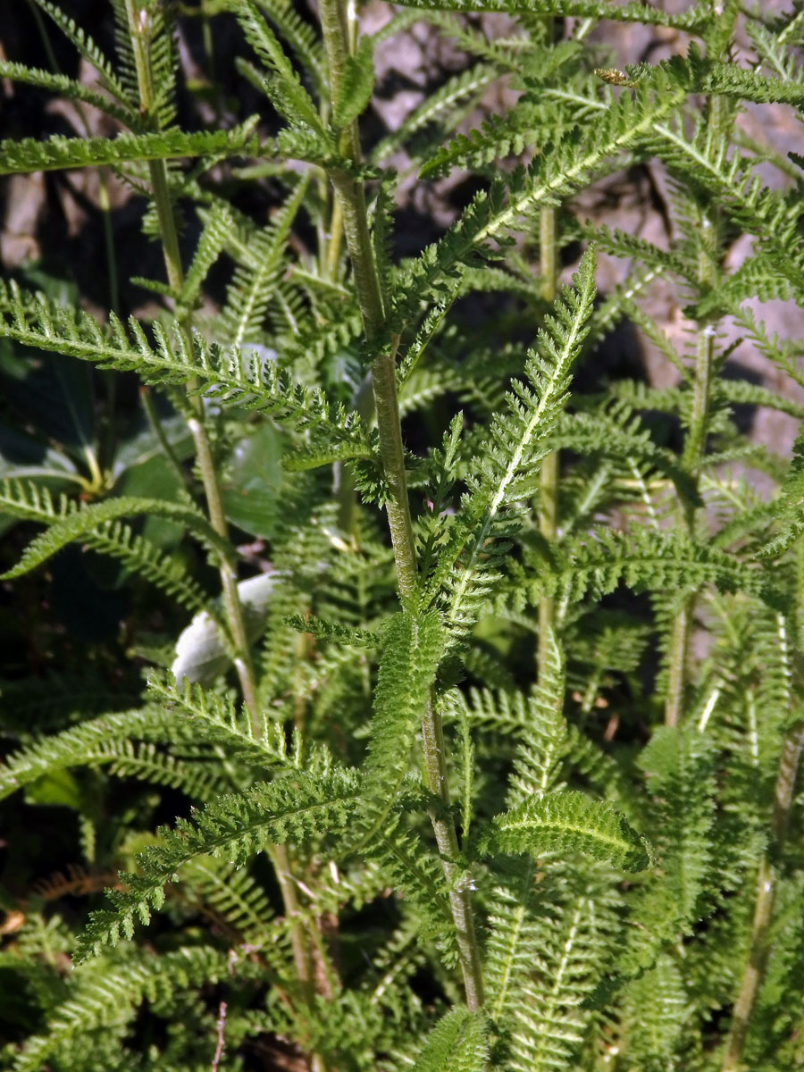 Řebříček panonský (Achillea panonica Scheele)