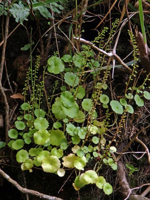 Cimbálek (Umbilicus rupestris (Salisb.) Dandy)