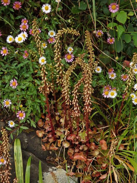 Cimbálek (Umbilicus rupestris (Salisb.) Dandy)