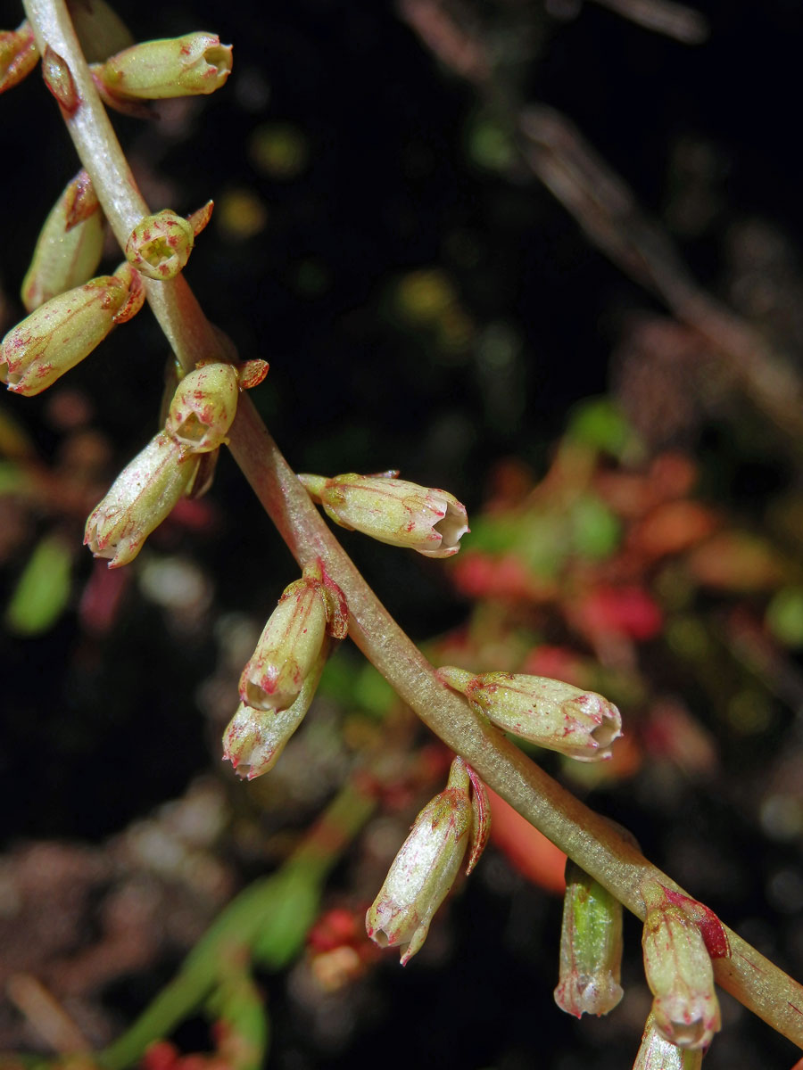 Cimbálek (Umbilicus rupestris (Salisb.) Dandy)