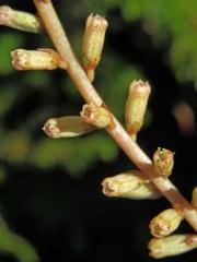 Cimbálek (Umbilicus rupestris (Salisb.) Dandy)
