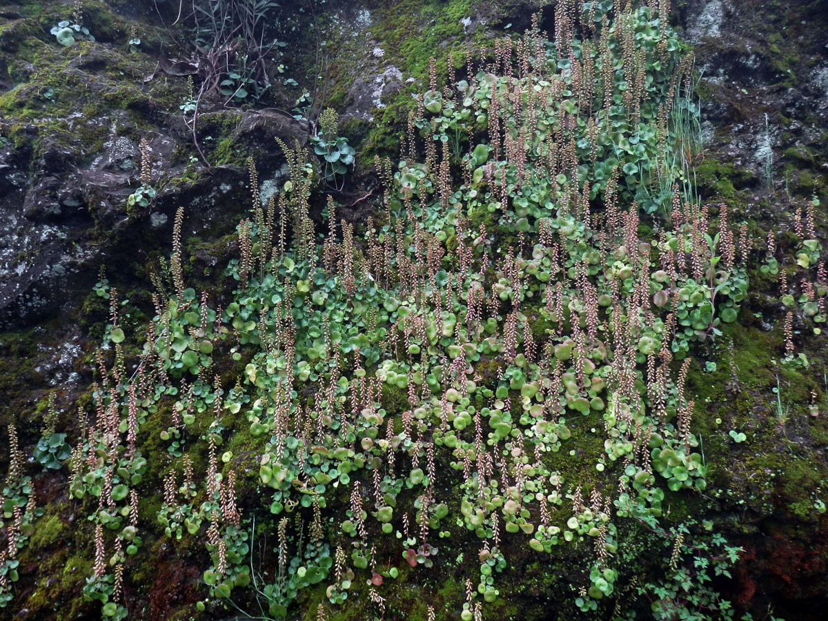 Cimbálek (Umbilicus rupestris (Salisb.) Dandy)