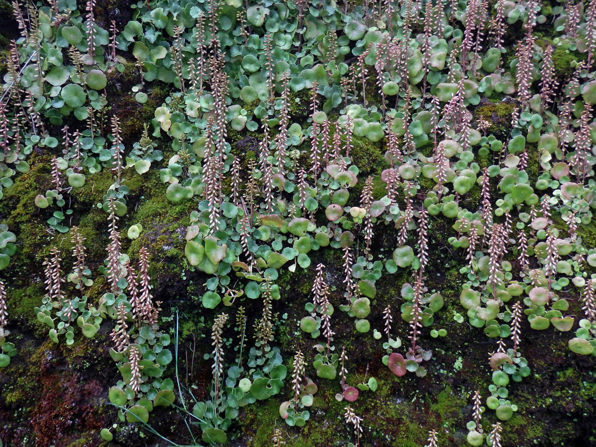 Cimbálek (Umbilicus rupestris (Salisb.) Dandy)