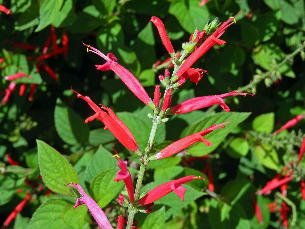 Šalvěj skvostná (Salvia elegans Vahl)