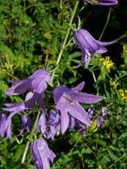 Zvonek řepkovitý (Campanula rapunculoides L.)