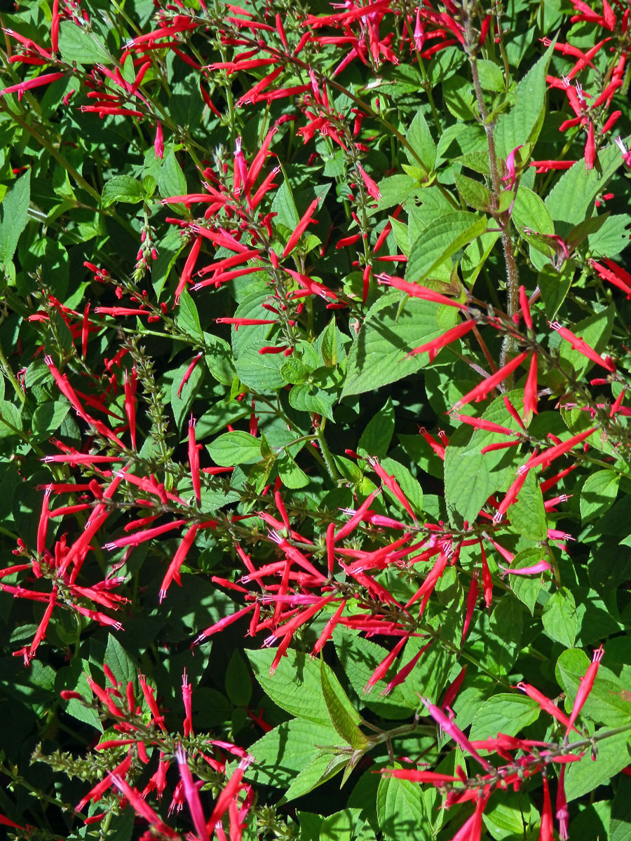 Šalvěj skvostná (Salvia elegans Vahl)