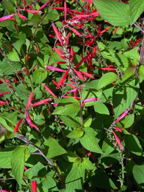 Šalvěj skvostná (Salvia elegans Vahl)