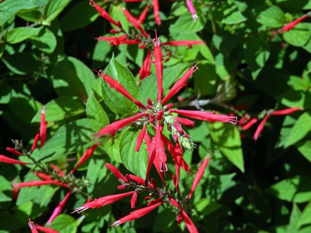 Šalvěj skvostná (Salvia elegans Vahl)