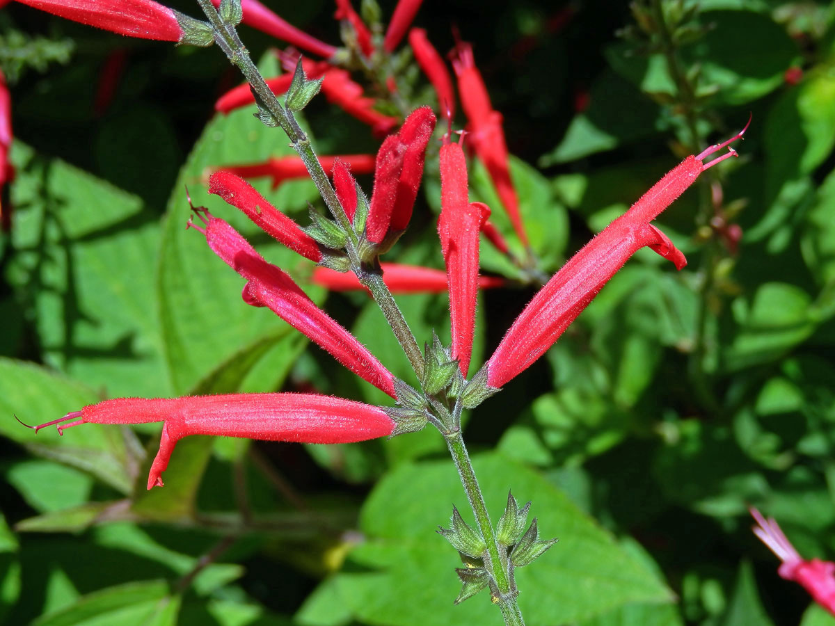 Šalvěj skvostná (Salvia elegans Vahl)