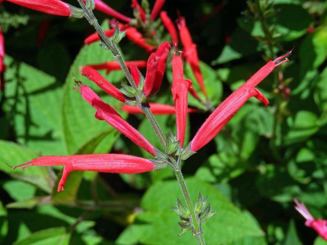 Šalvěj skvostná (Salvia elegans Vahl)