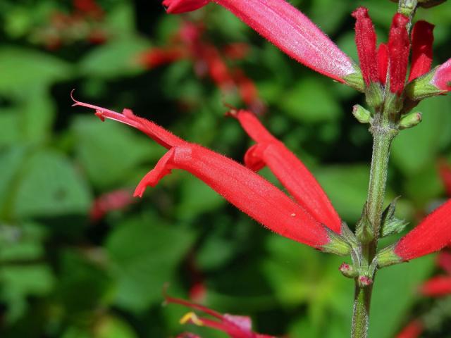 Šalvěj skvostná (Salvia elegans Vahl)