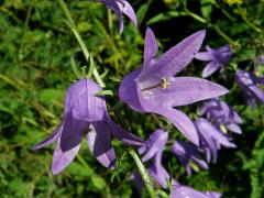 Zvonek řepkovitý (Campanula rapunculoides L.)