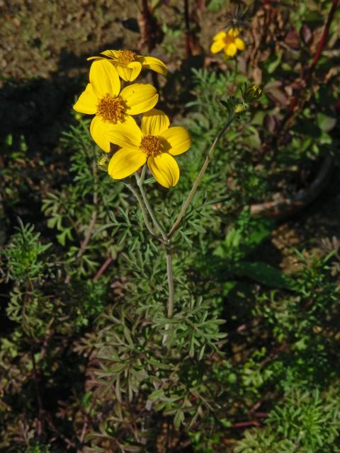 Dvouzubec prutoliský (Bidens ferulifolia (Jacq.) DC.)