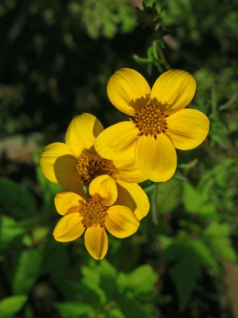 Dvouzubec prutoliský (Bidens ferulifolia (Jacq.) DC.)