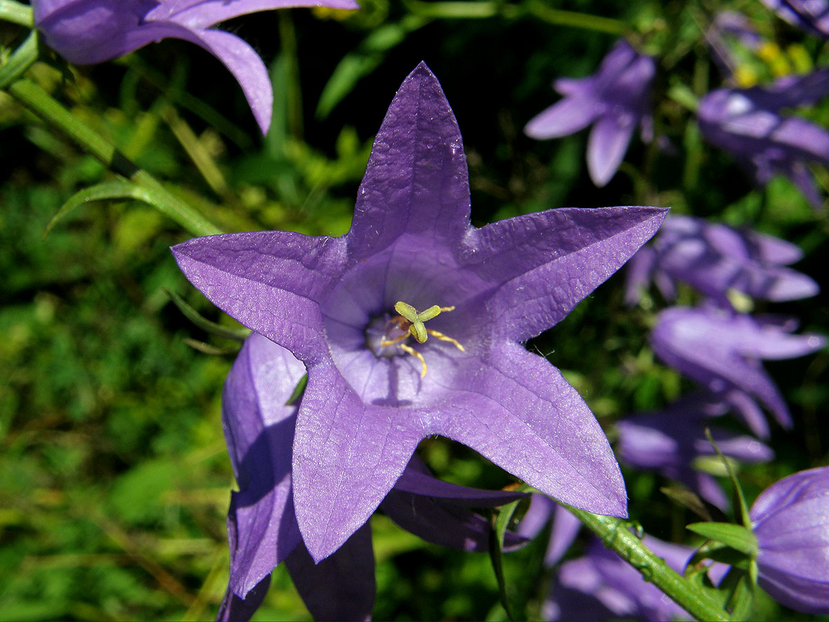 Zvonek řepkovitý (Campanula rapunculoides L.)