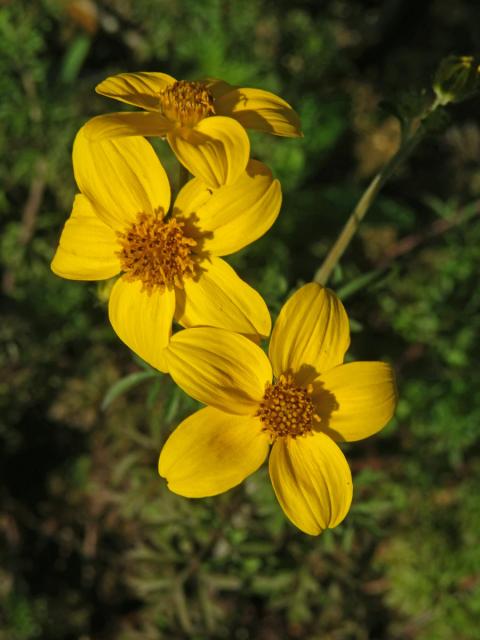 Dvouzubec prutoliský (Bidens ferulifolia (Jacq.) DC.)