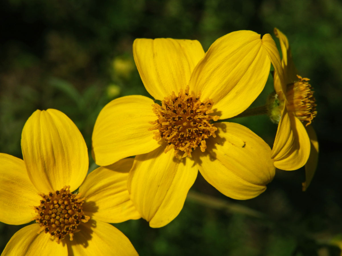 Dvouzubec prutoliský (Bidens ferulifolia (Jacq.) DC.)