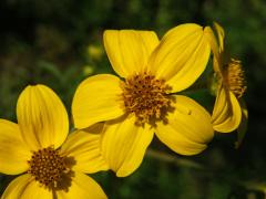 Dvouzubec prutoliský (Bidens ferulifolia (Jacq.) DC.)