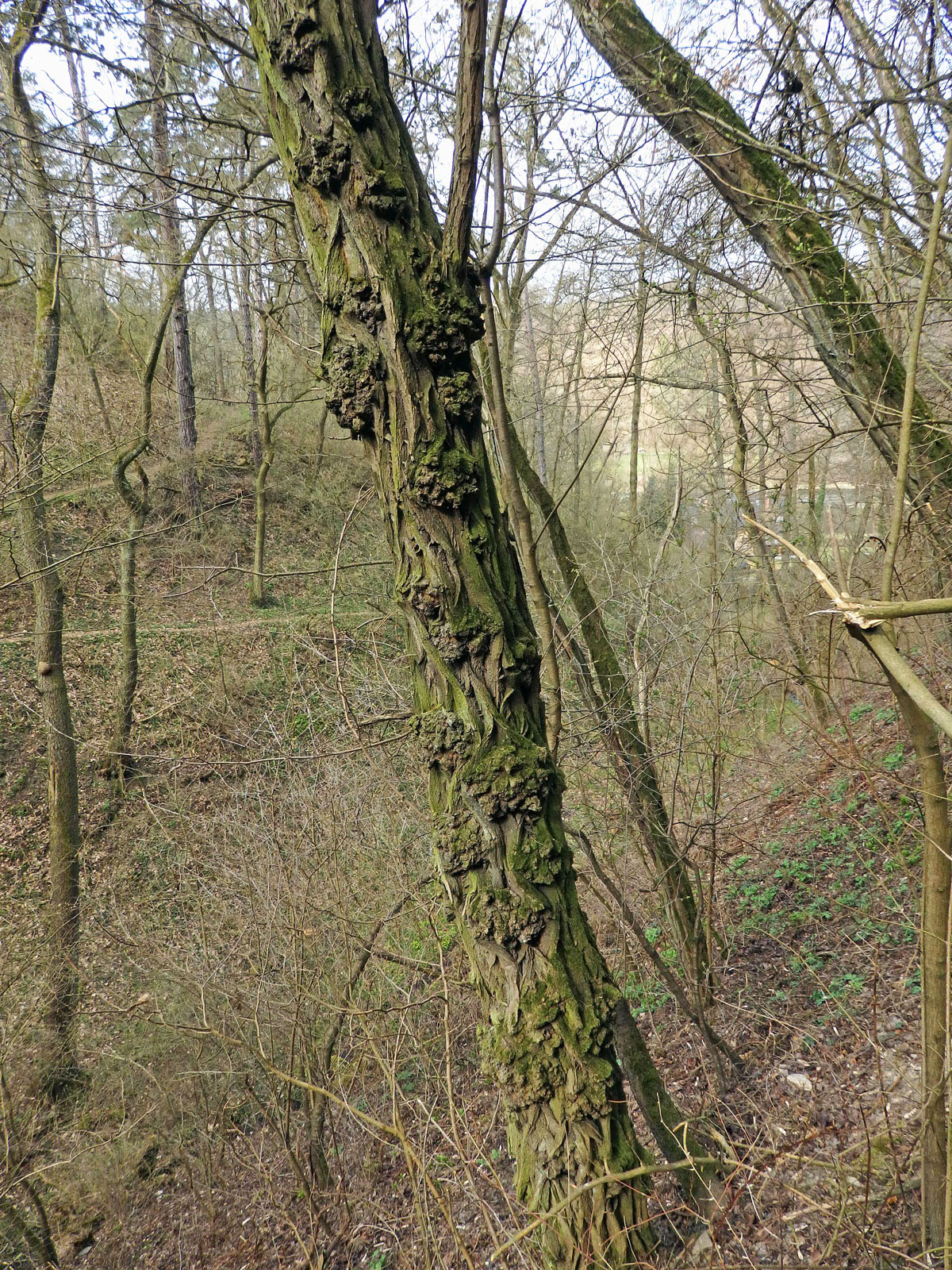 Tumor na akátu (Robinia pseudoacacia L.) (18a)