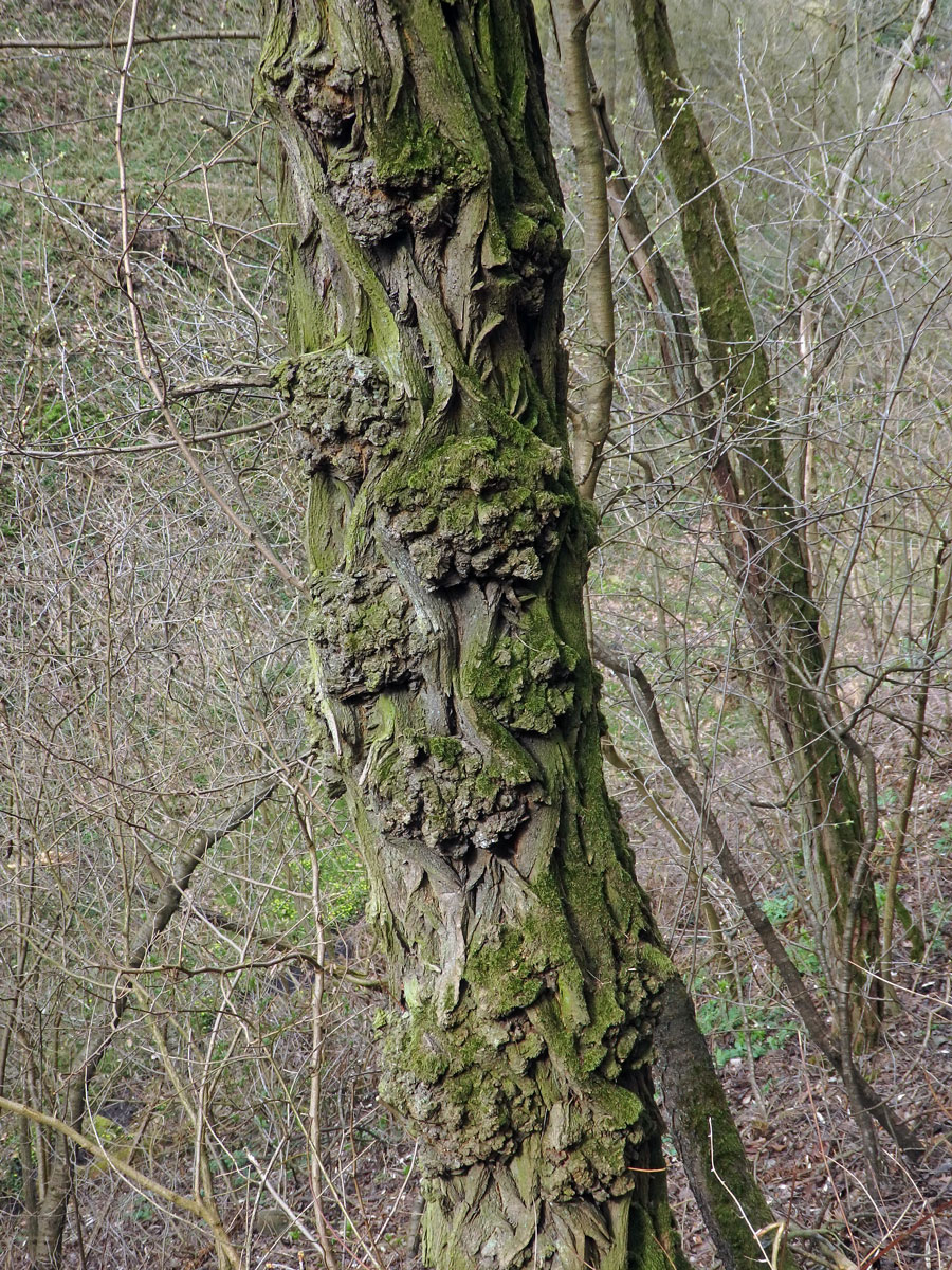 Tumor na akátu (Robinia pseudoacacia L.) (18b)