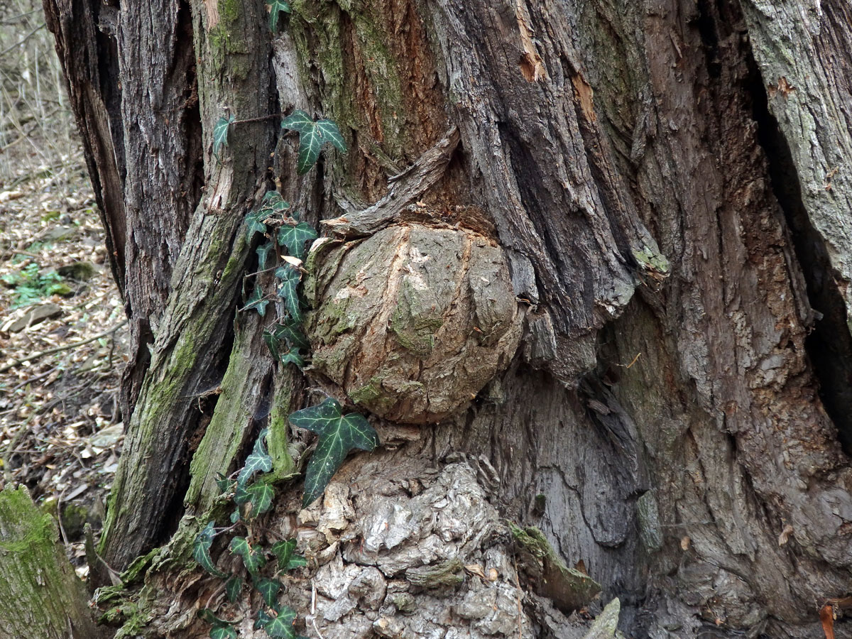 Tumor na akátu (Robinia pseudoacacia L.) (19)