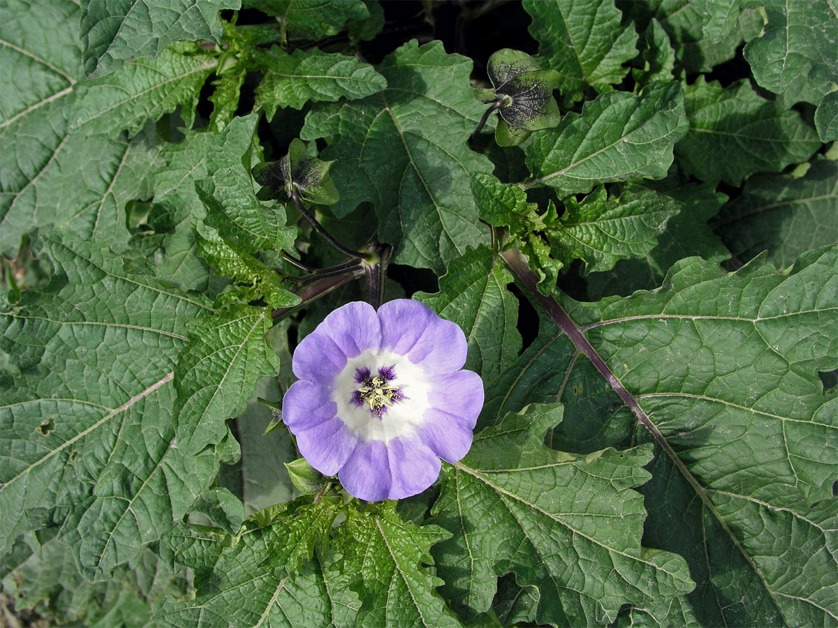 Lilík mochyňovitý (Nicandra physalodes (L.) Gaertn.)