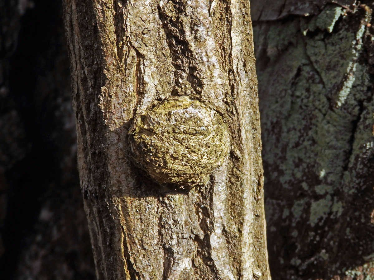 Nádor na brslenu evropském (Enonymus europaea L.) (1b)