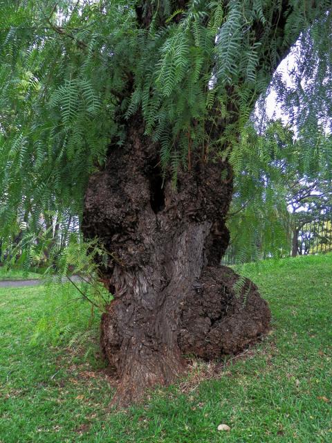 Nádor na pepřovci obecném (Schinus molle L.) (4a)