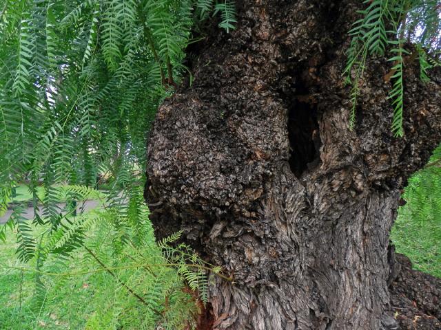 Nádor na pepřovci obecném (Schinus molle L.) (4b)