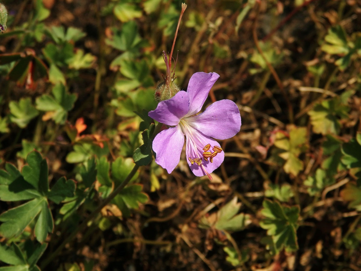 Kakost dalmatský (Geranium dalmaticum (Beck) Rech. f.)