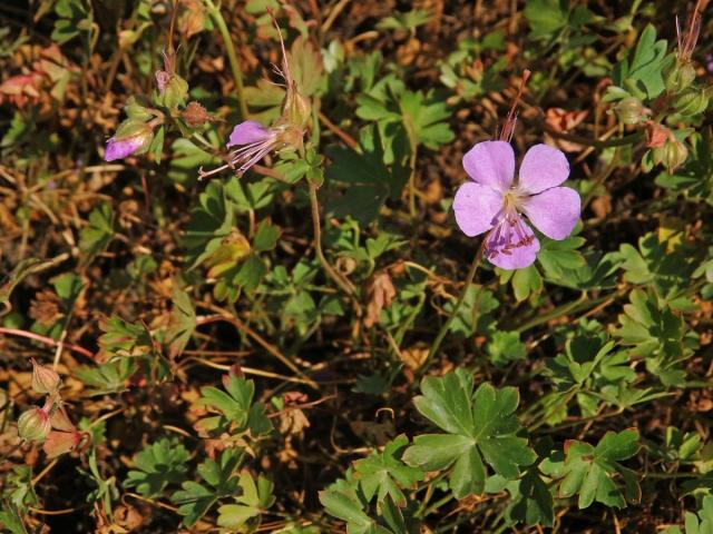 Kakost dalmatský (Geranium dalmaticum (Beck) Rech. f.)